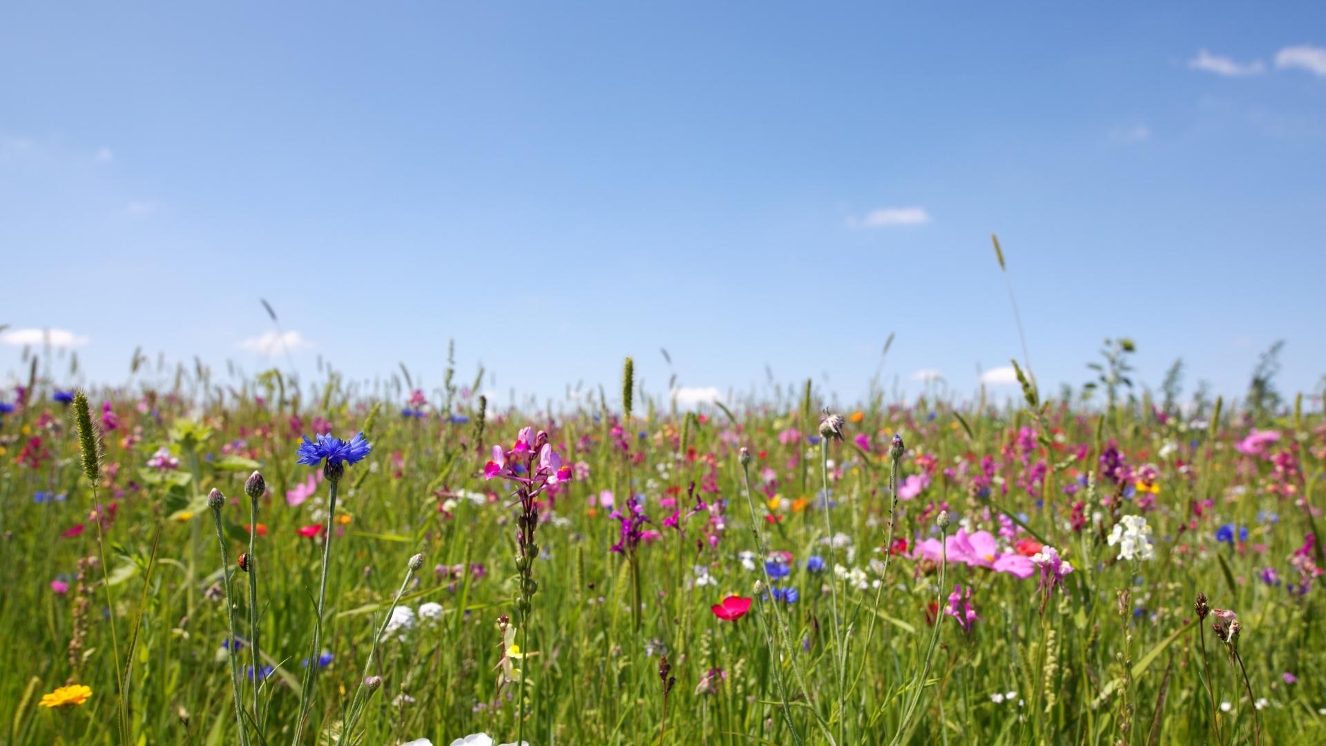 Blumenwiese mit Himmel