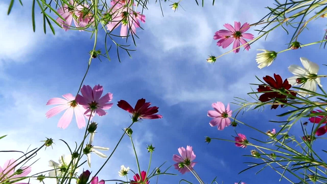 Blumenwiese mit Himmel
